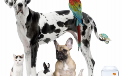 Pets vs No Pets at your rental property